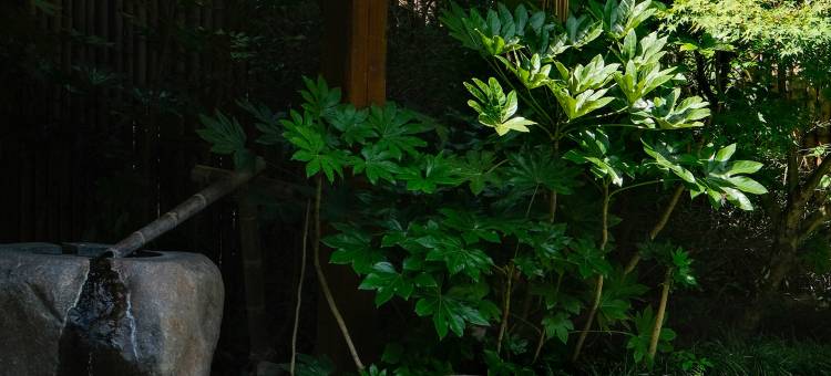 宁波宁海安岚图片