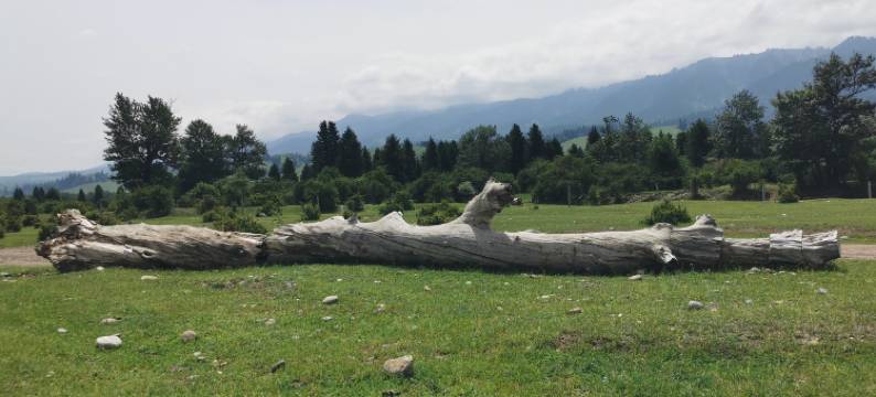 那拉提川辣疆香农家乐图片