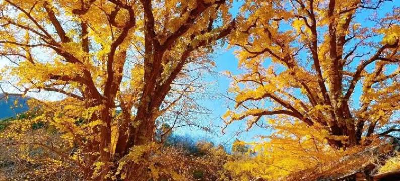 腾冲茶博园温泉酒店图片