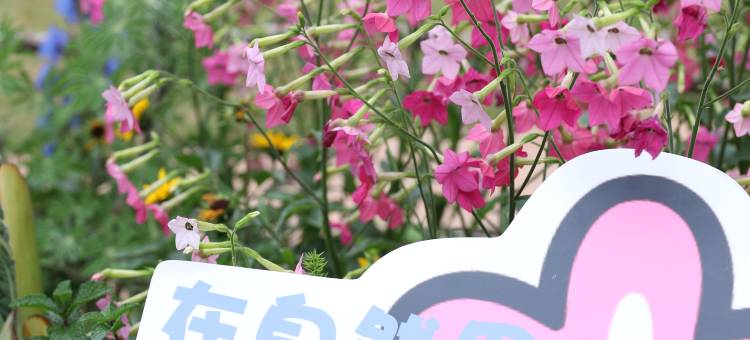 肆与山杏花山上民宿图片