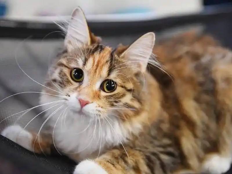 花筑·一如初见民宿(阆中古城店)图片