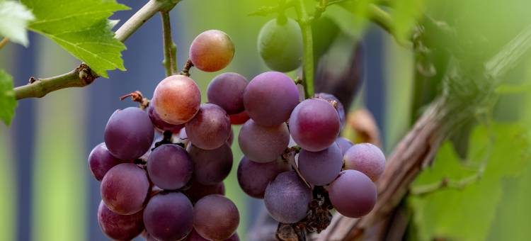 燕云枫栖民宿(宜兴窑湖小镇店)图片