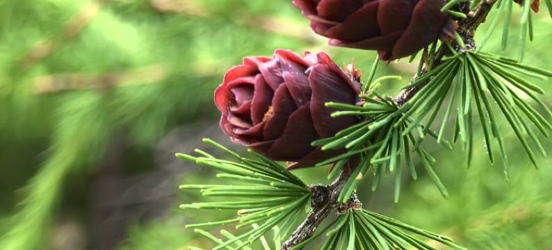 满归岭上花开民宿图片