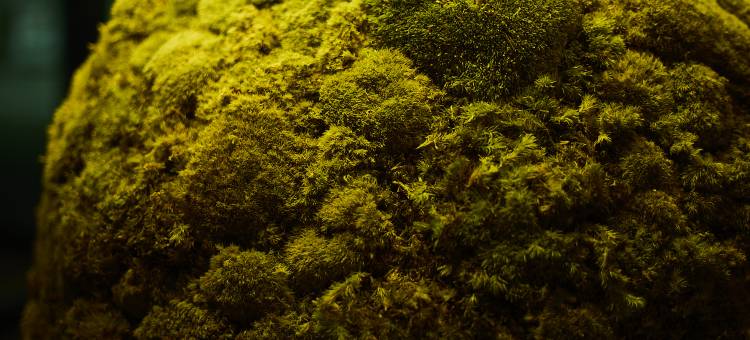 京都四条乌丸丽嘉广场酒店(RIHGA PLACE KYOTO SHIJO KARASUMA)图片