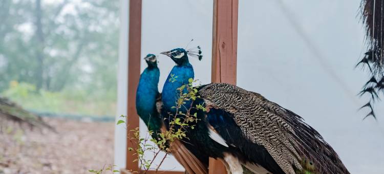 仟那美宿酒店(伏羲山国公岭店)图片