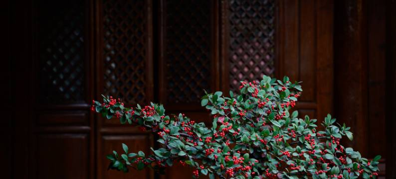 丽江花间堂·植梦图片