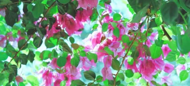 临潮公寓(海宁盐官观潮景区店)图片