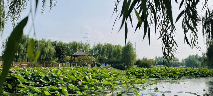 林州阳明国际大酒店图片