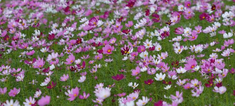 古田利洋老支书驿站图片