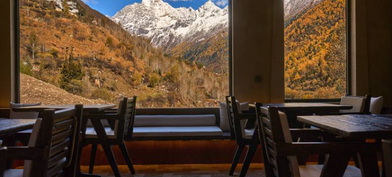 四姑娘山绿绒蒿MECONOPSIS金山庄园图片