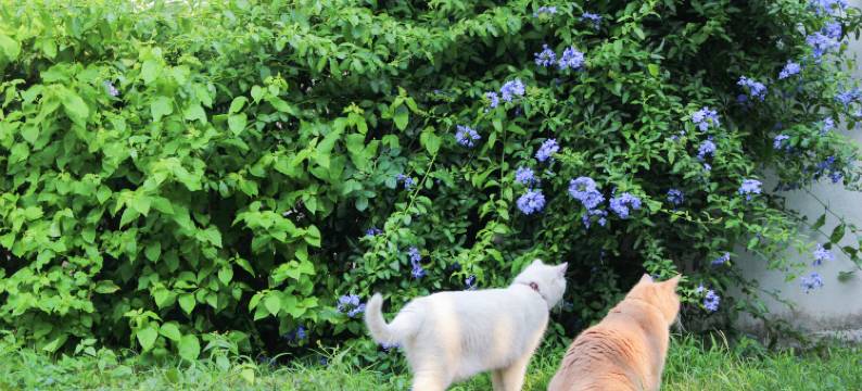 万峰林胡桃民宿图片