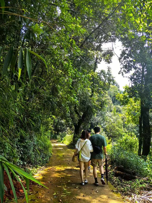 西双版纳匠庐·南糯山图片