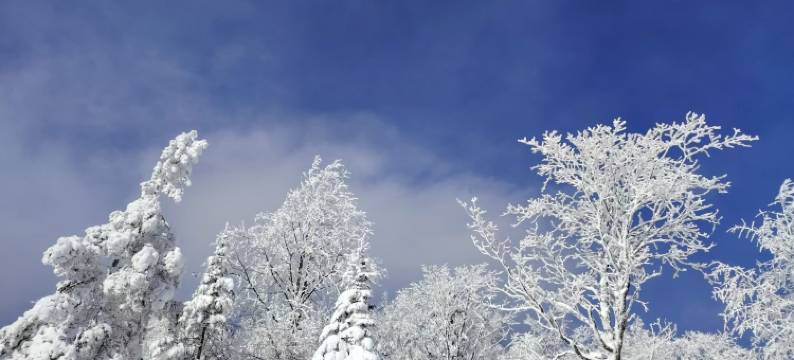 茗阳·宿温Suenn商务度假宾馆(长白山美人松雕塑公园店)图片