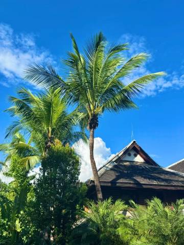 Q加·金芒果客栈(西双版纳景洪告庄西双景星光夜市店)