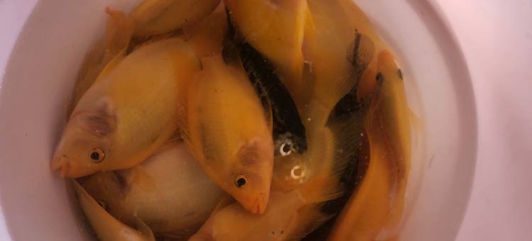 日月潭全家湖畔渡假山莊图片