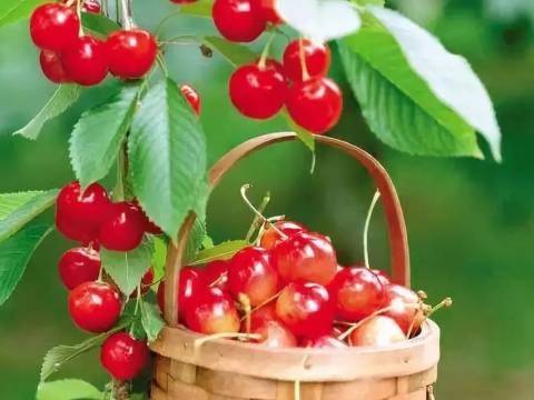 天府逸云大酒店(成都天府国际机场店)图片