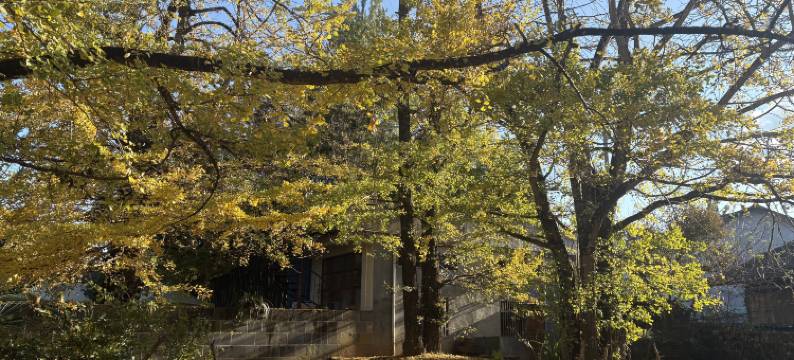 腾冲银杏村古枫农家客栈图片