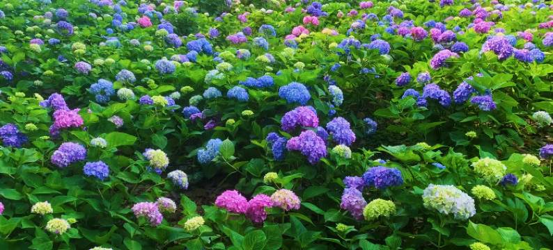 大邑道源圣城温泉国际大酒店图片