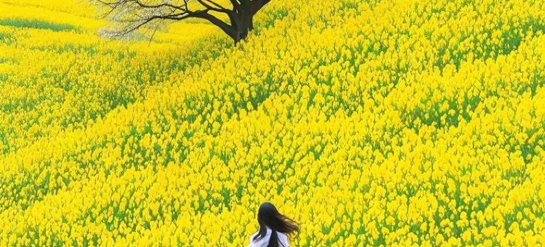 婺源晓韵馨居民宿图片