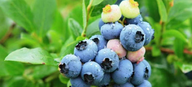 花筑·樱语民宿图片