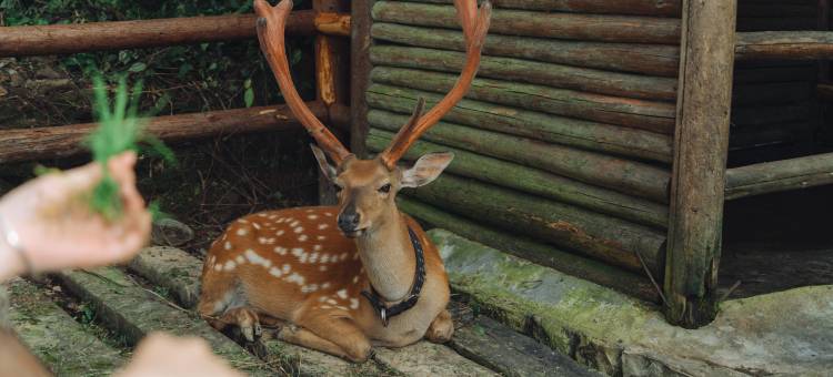洪雅七里坪远山云驿民宿(零公里店)图片