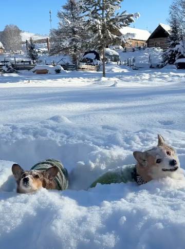 雪谷缘来客栈图片