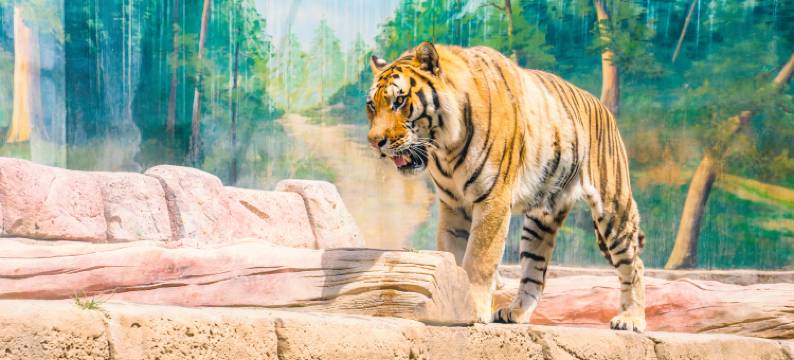 郑州银基黄帝宫御温泉酒店(动物王国店)图片