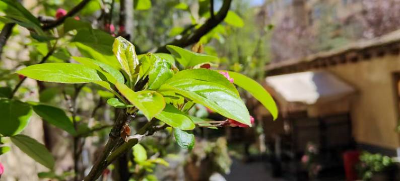 花筑奢·噶丹庄园酒店(独克宗古城店)图片