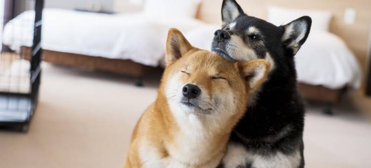 伊东高原汪汪天堂酒店及小屋(Izu-Kogen Wan Wan Paradise Hotel & Cottage)图片