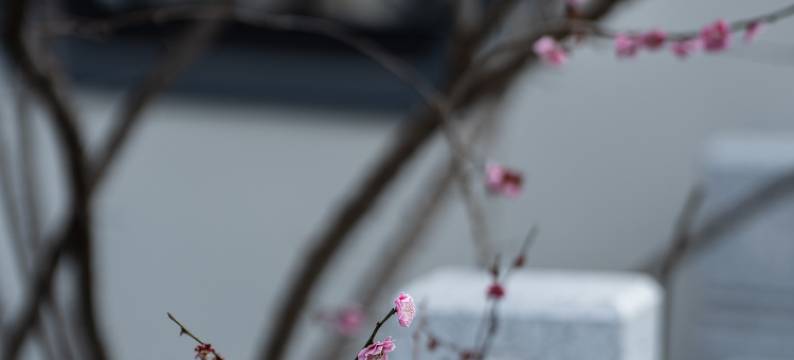 安吉二月花汤泉度假酒店图片