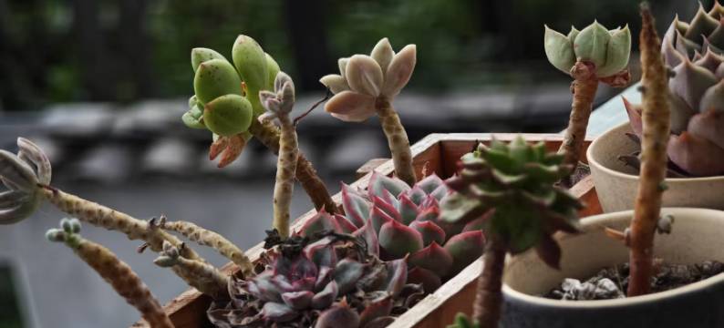 馨逸小筑精品客栈(腾冲和顺店)图片