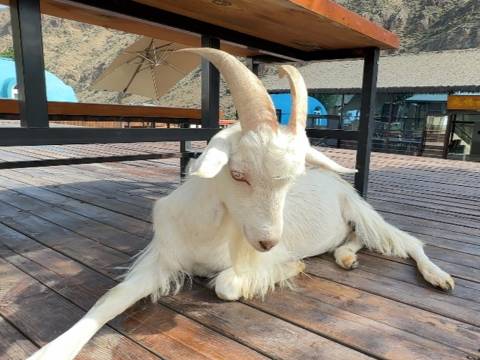 喀拉峻风情园毡房酒店图片