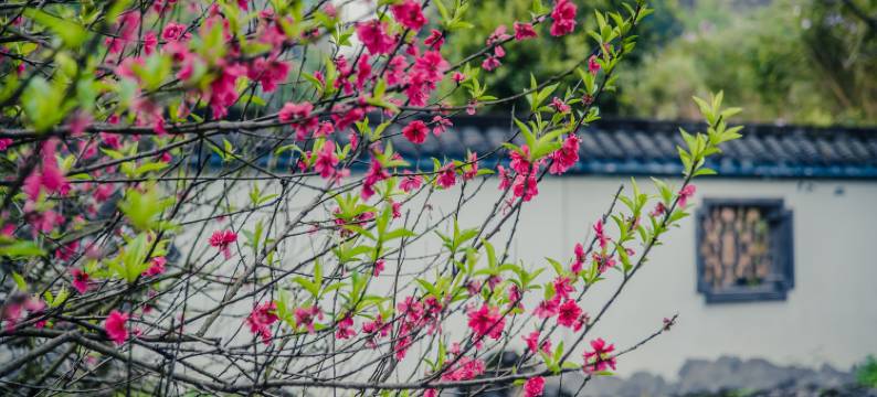 重庆枫香园度假酒店图片