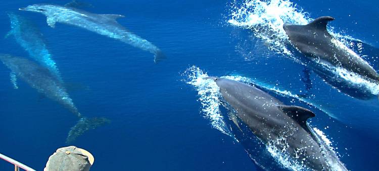 马富士卡尼海滩酒店(Kaani Beach Hotel)图片