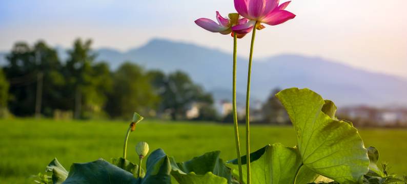 悦荷·百亩荷塘亲子度假民宿图片