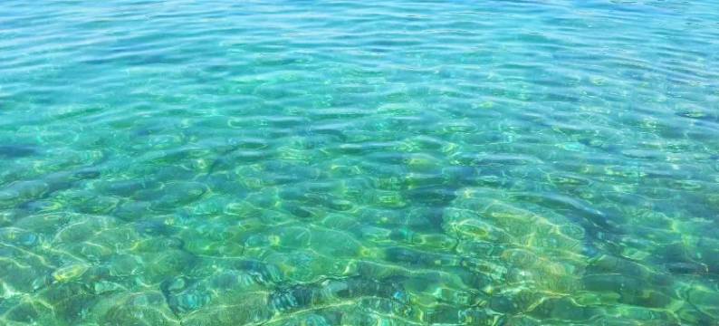 獐子岛晨苑鱼家图片