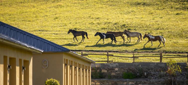 乌兰布统长调栖所度假酒店图片