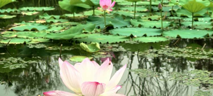 淮安金陵海棠宾馆(河下古镇店)图片