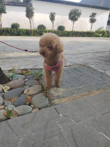 昌黎澳景蓝湾别墅(黄金海岸店)图片