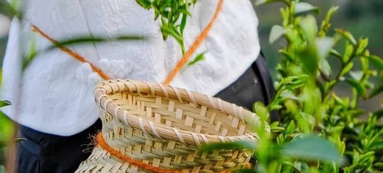 安吉云奢·亲子观影设计师度假 villa 美宿(云上草原店)图片