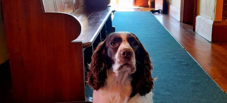 诺亚方舟背包客旅馆(Noah's Ark Flashpacker)图片