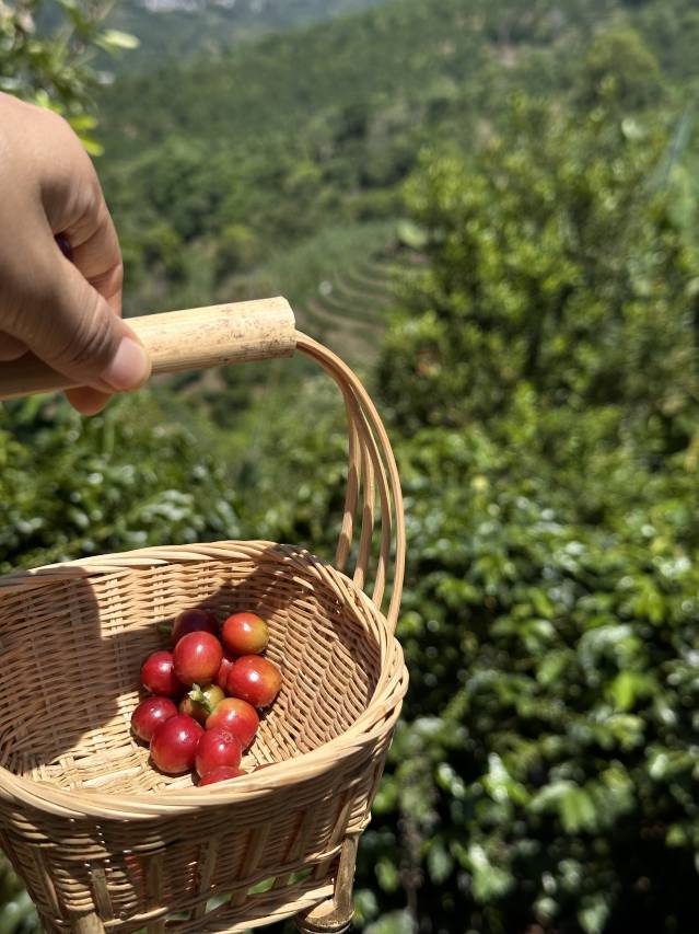 普洱绿谷酒店图片