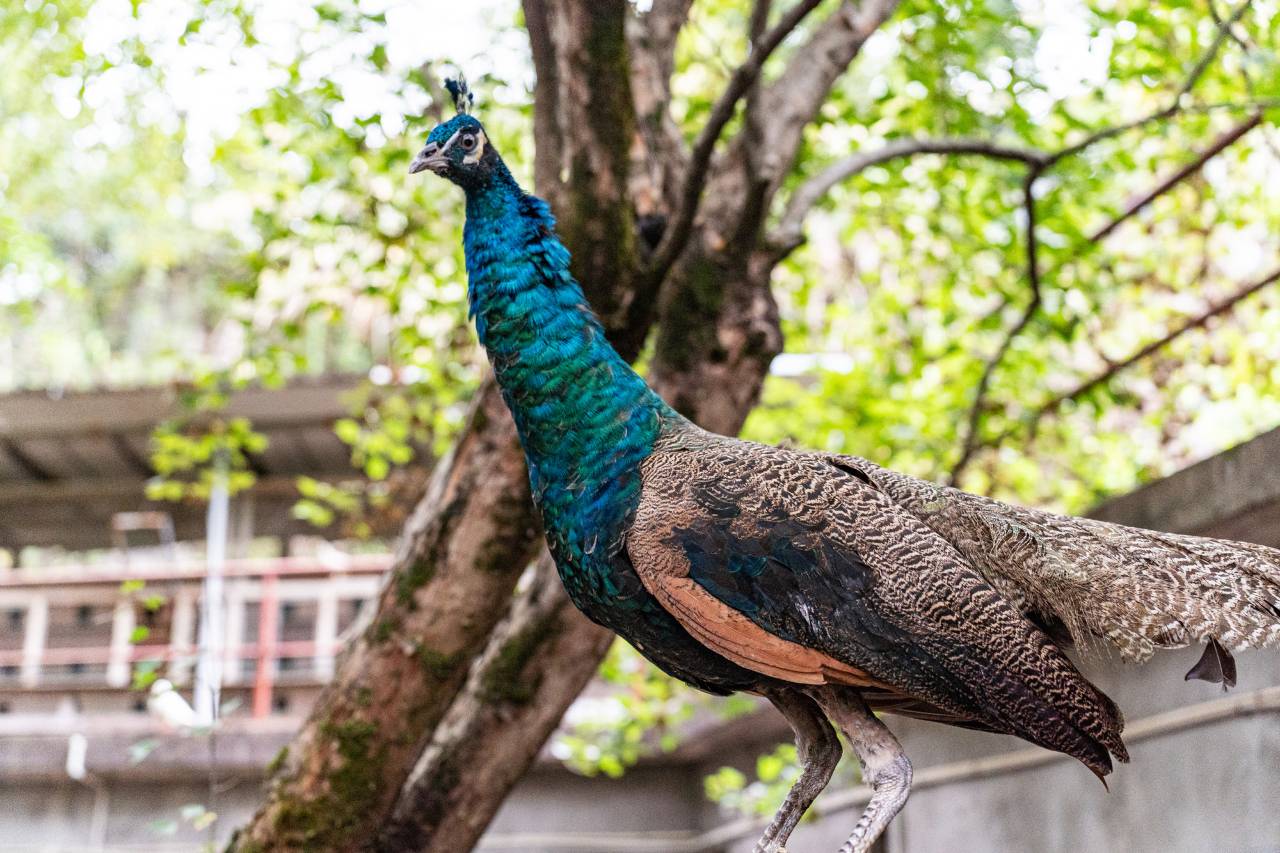 景德镇白墨庄园(景德镇北站店)图片