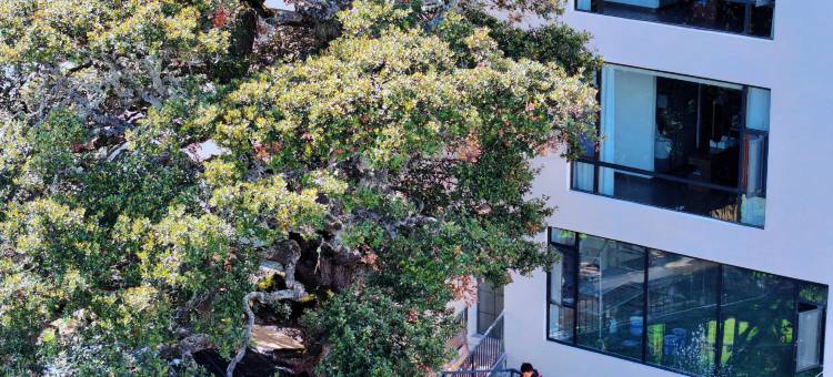 泊旅梅里古树青年民宿(飞来寺梅里雪山景区店)图片