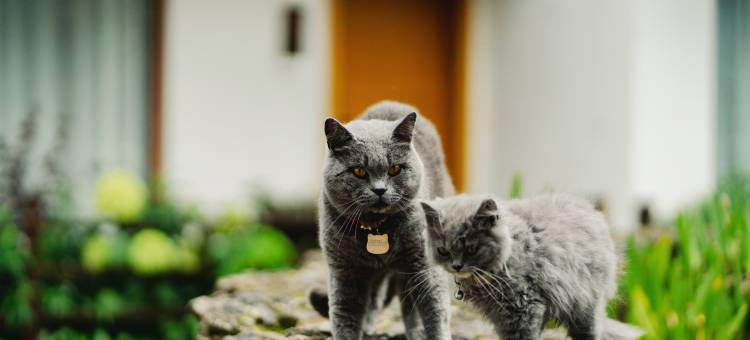 丽江瑞息RIXI•雪山屿|日照金山MountianTrip森系雪山观景香氛酒店图片