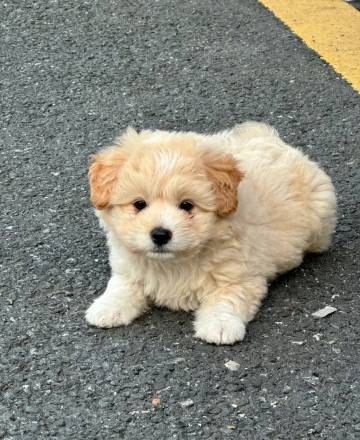 颐朵云度假酒店(庐山牯岭街店)图片