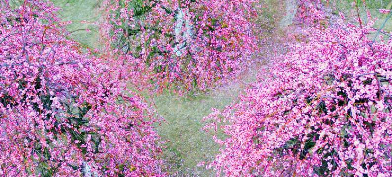 婺女洲度假区无梦湖畔酒店图片