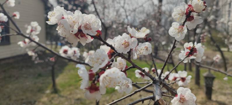 万紫千红度假酒店图片