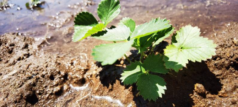 彩云山庄度假村图片
