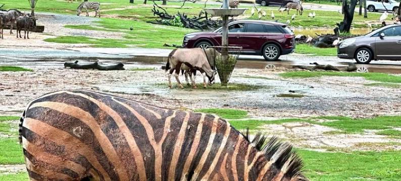 季云国际公寓(广州长隆野生动物世界店)图片